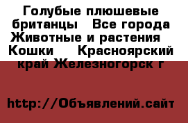 Голубые плюшевые британцы - Все города Животные и растения » Кошки   . Красноярский край,Железногорск г.